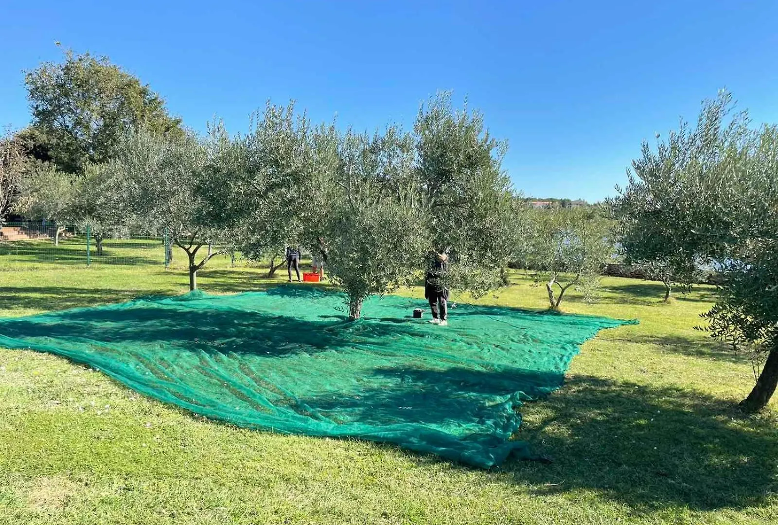 Beach House Beta With Pool, Jacuzzi, Playground & Bbq In An Olive Grove With A Beach, Pomer - Istria 0*, Pula Croatia